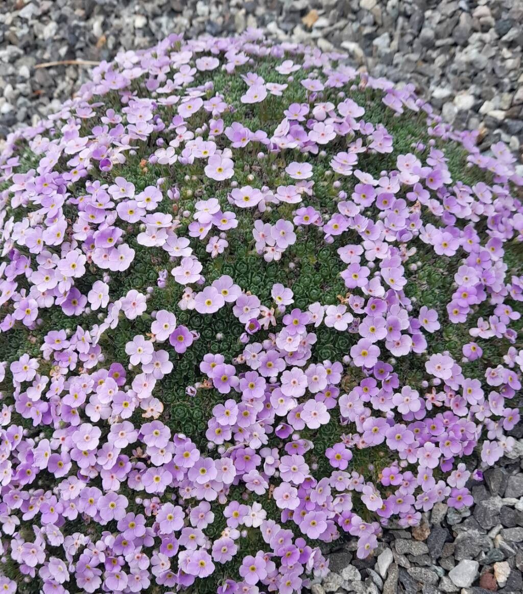 Androsace globifera habit