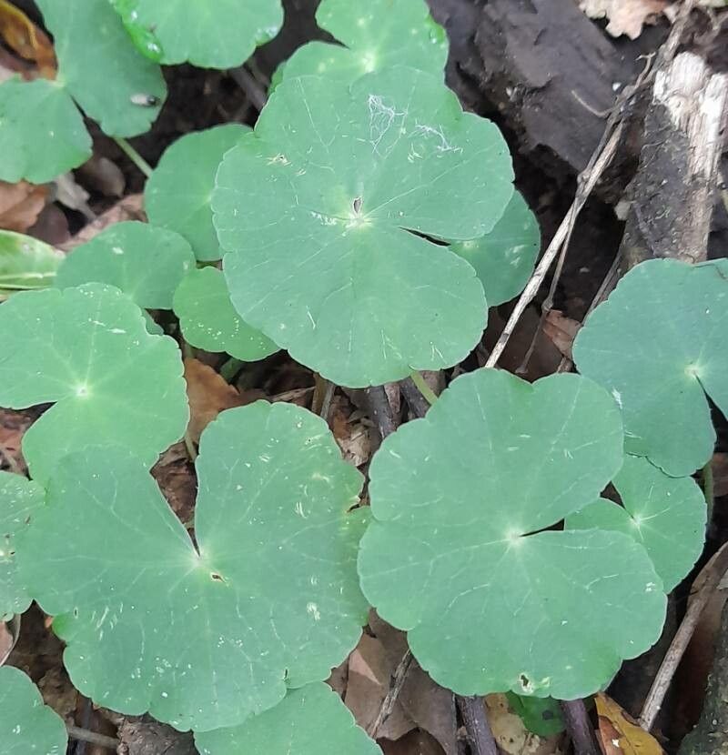 Hydrocotyle callicephala