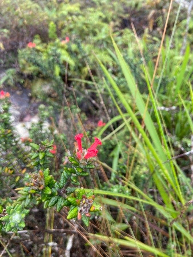 Gambelia speciosa flower