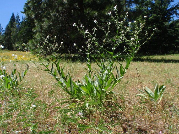 Hackelia bella habit