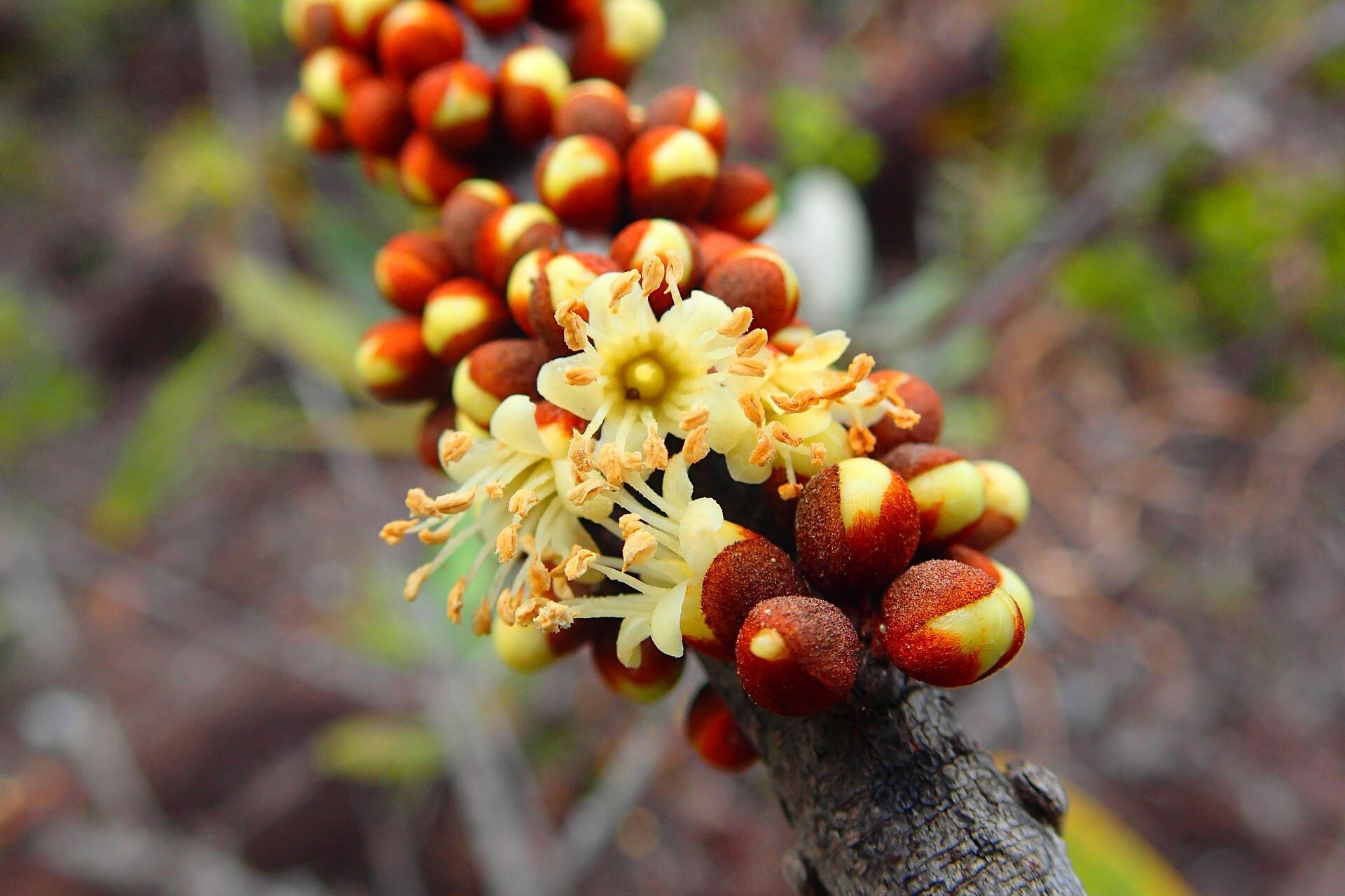 Pycnandra lissophylla flower