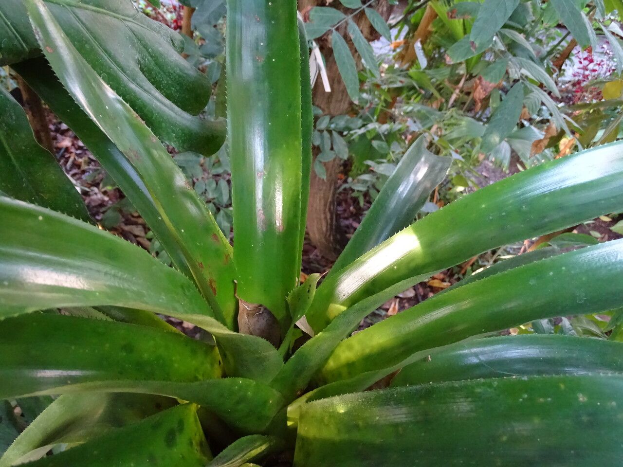 Aechmea smithiorum — search result for 'Aechmea'