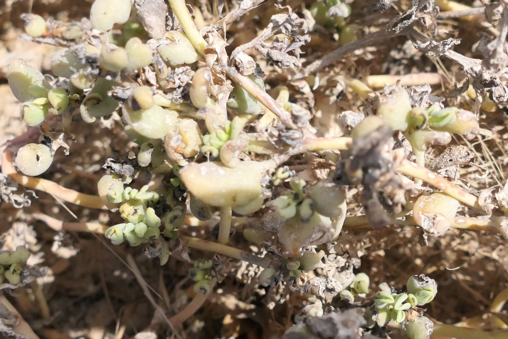 Sesuvium sesuvioides — search result for 'Sesuvium'