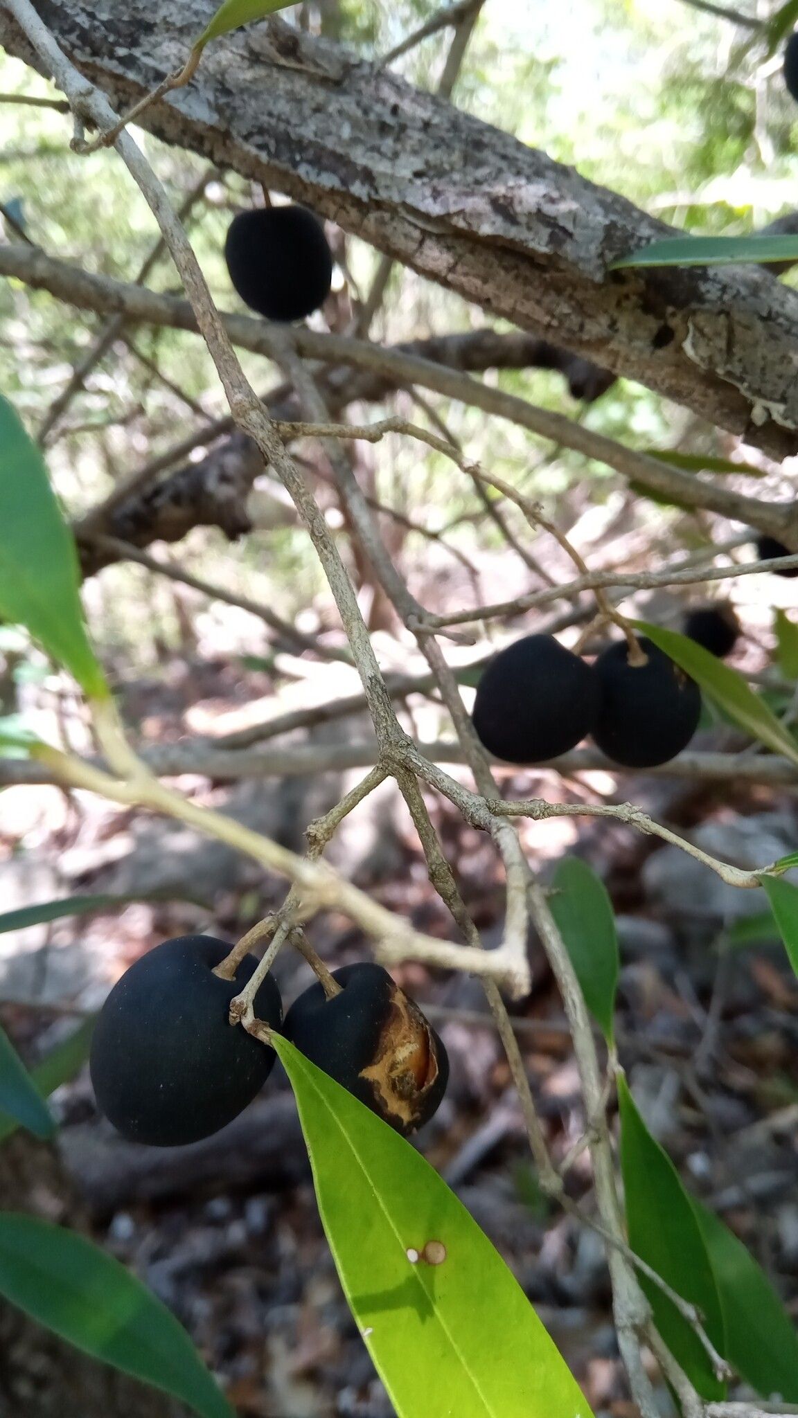 Noronhia myrtoides fruit