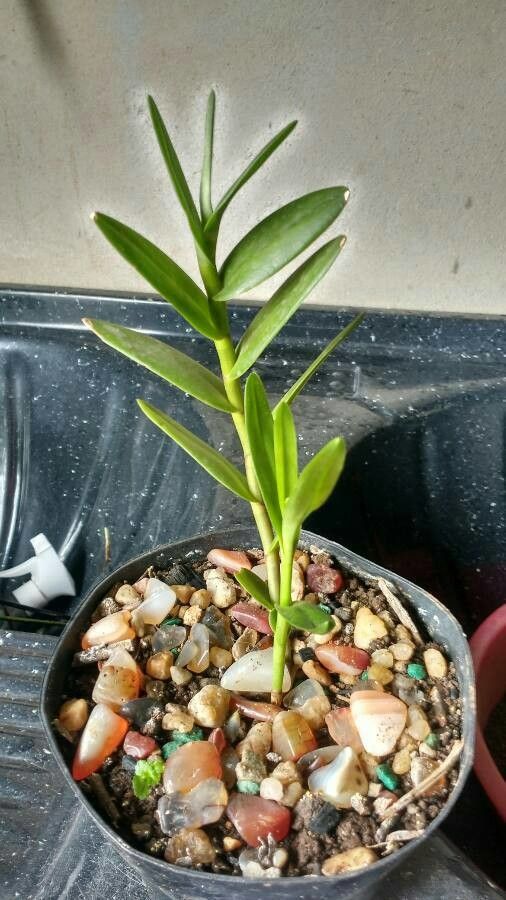 Epidendrum ibaguense leaf