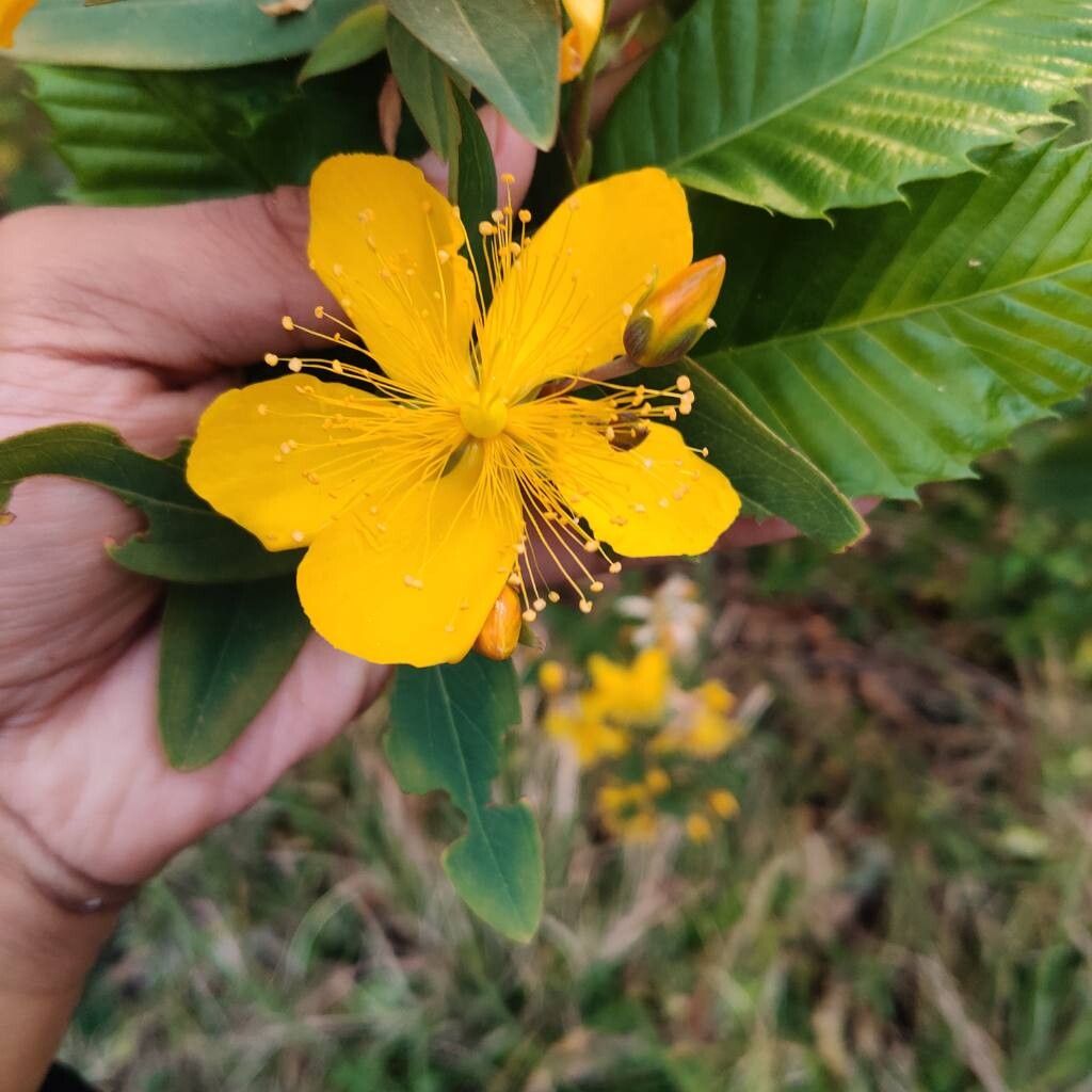 Hypericum oblongifolium flower