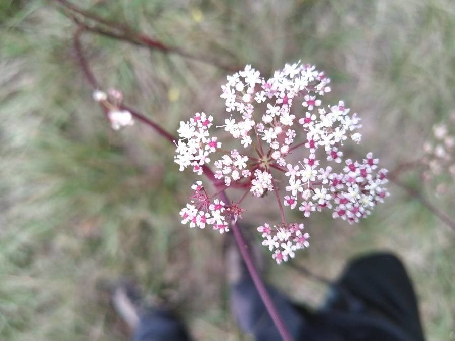 Seseli annuum flower