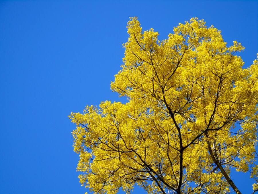 Schizolobium parahyba flower