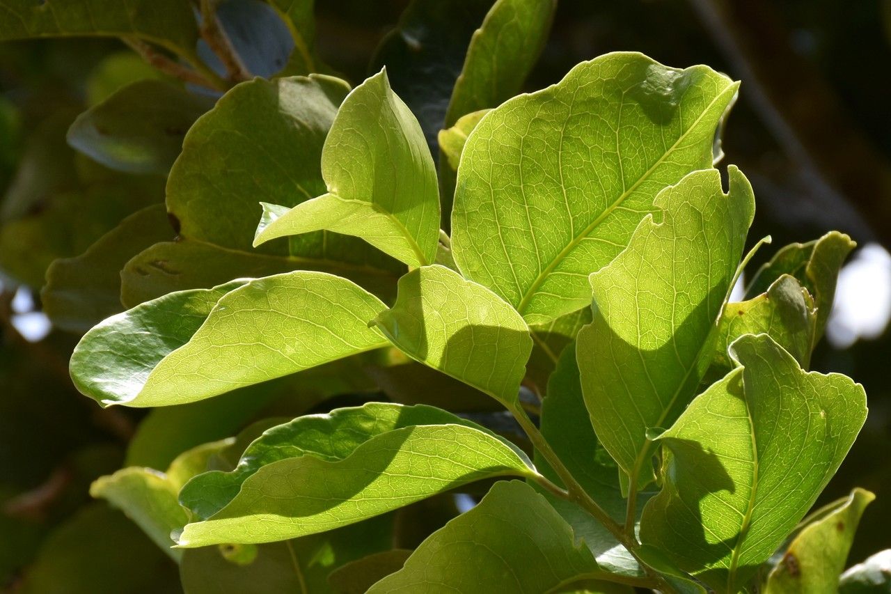 Homalium integrifolium — houseplant care guide