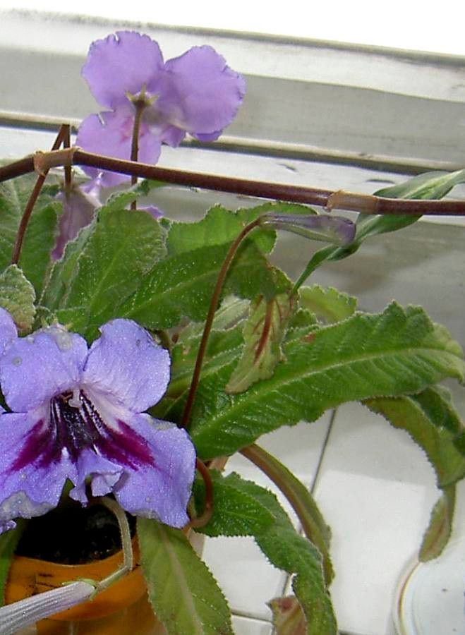 Streptocarpus primulifolius leaf
