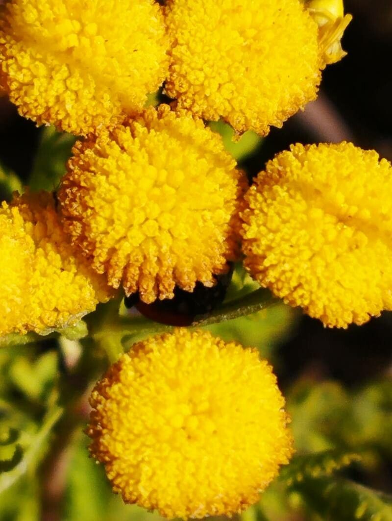 Tanacetum siculum flower