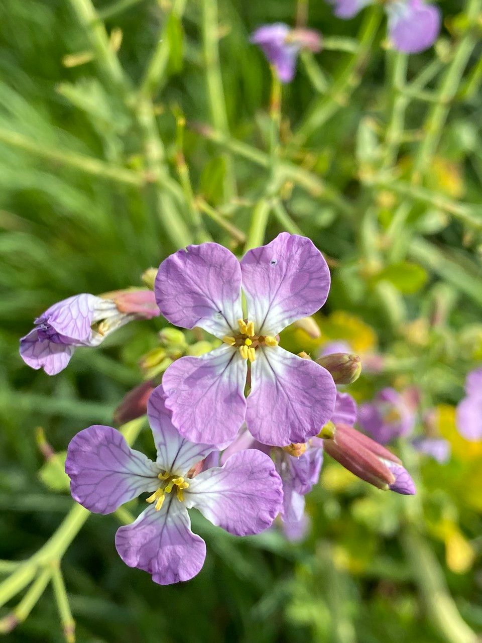 Raphanus sativus flower