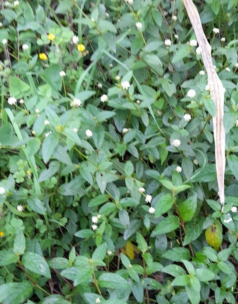 Alternanthera micrantha habit