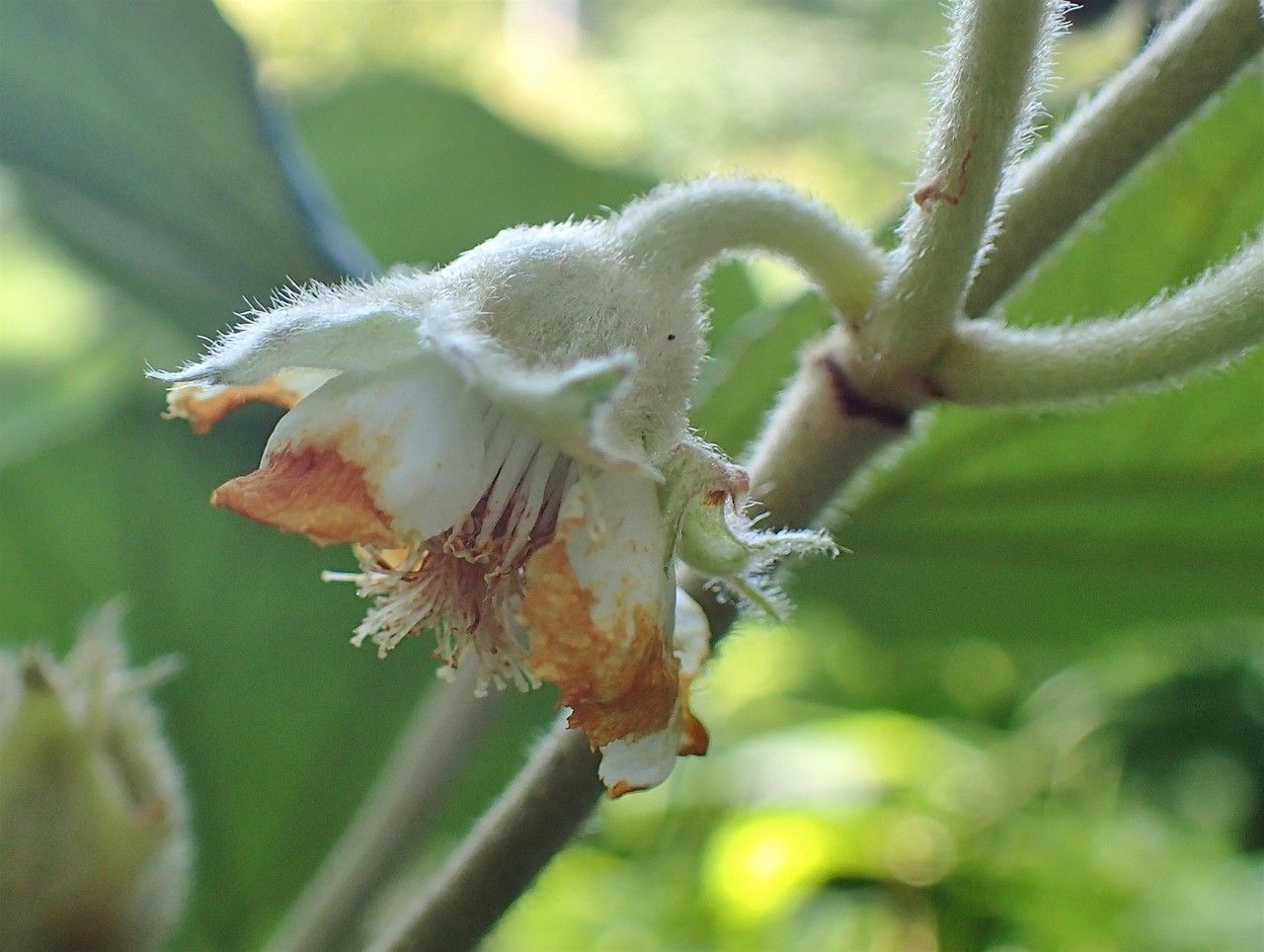 Rubus irenaeus fruit