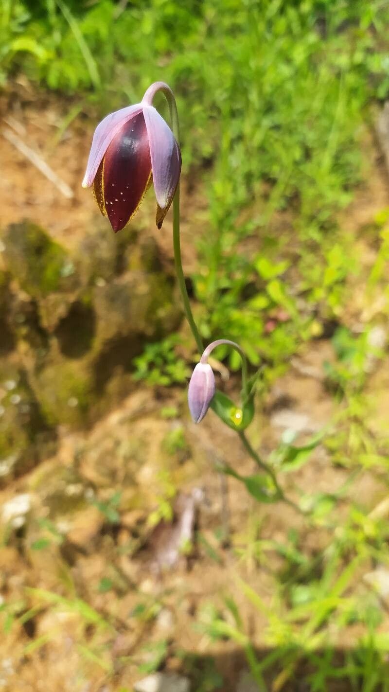 Calochortus cernuus flower