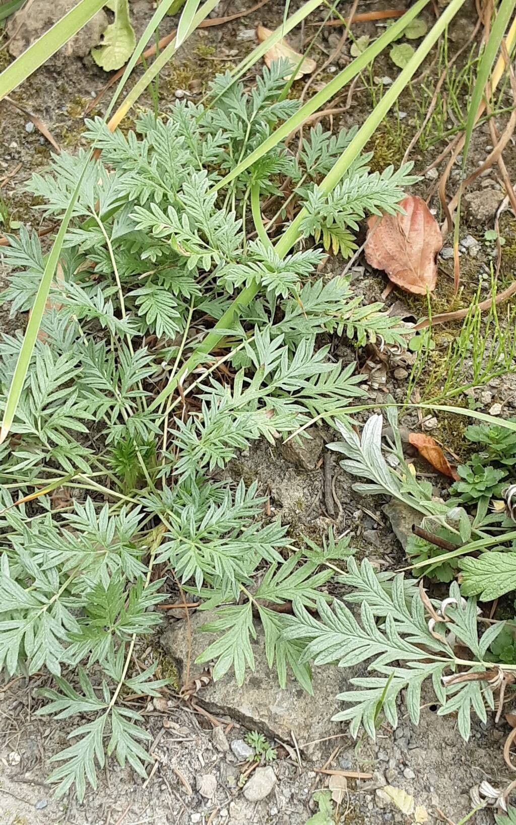 Potentilla ornithopoda — houseplant care guide