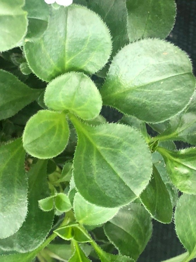 Gypsophila cerastoides leaf