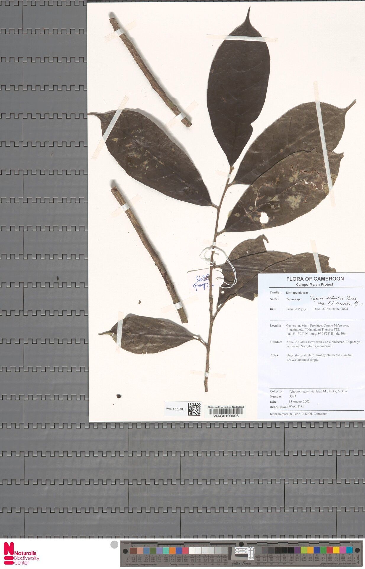 Tapura tchoutoi — houseplant care guide