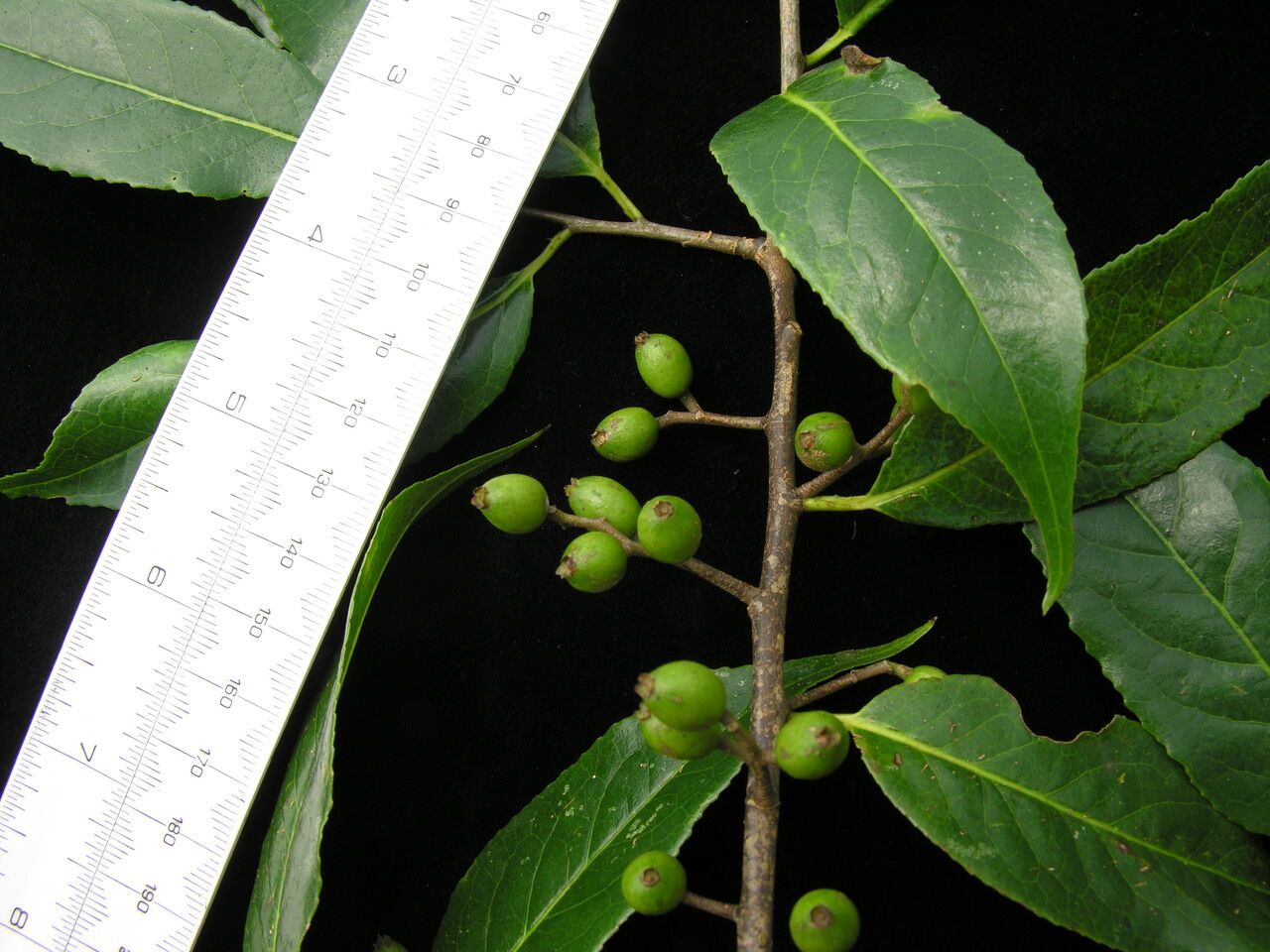 Symplocos ramosissima other