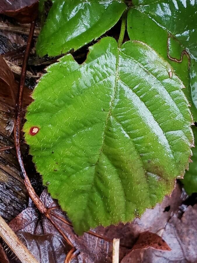 Rubus elegantulus — houseplant care guide