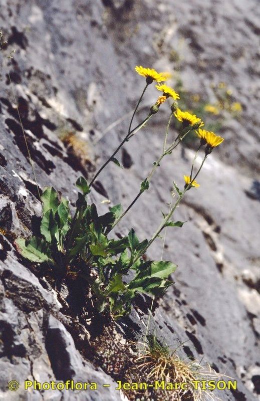 Hieracium ardissonei habit