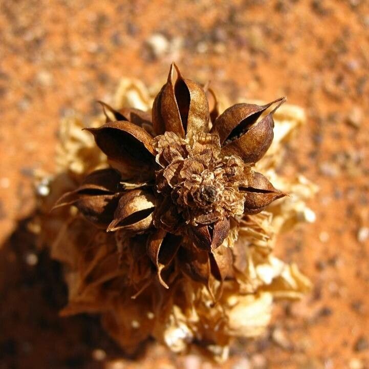 Cistanche tubulosa fruit