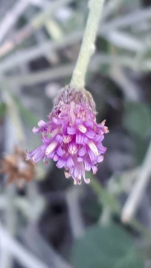Vernonia arabica flower