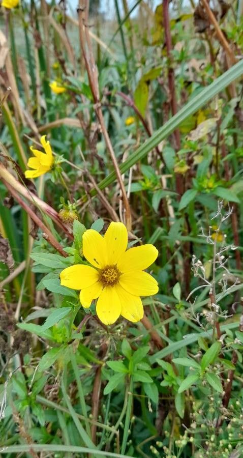 Bidens laevis other