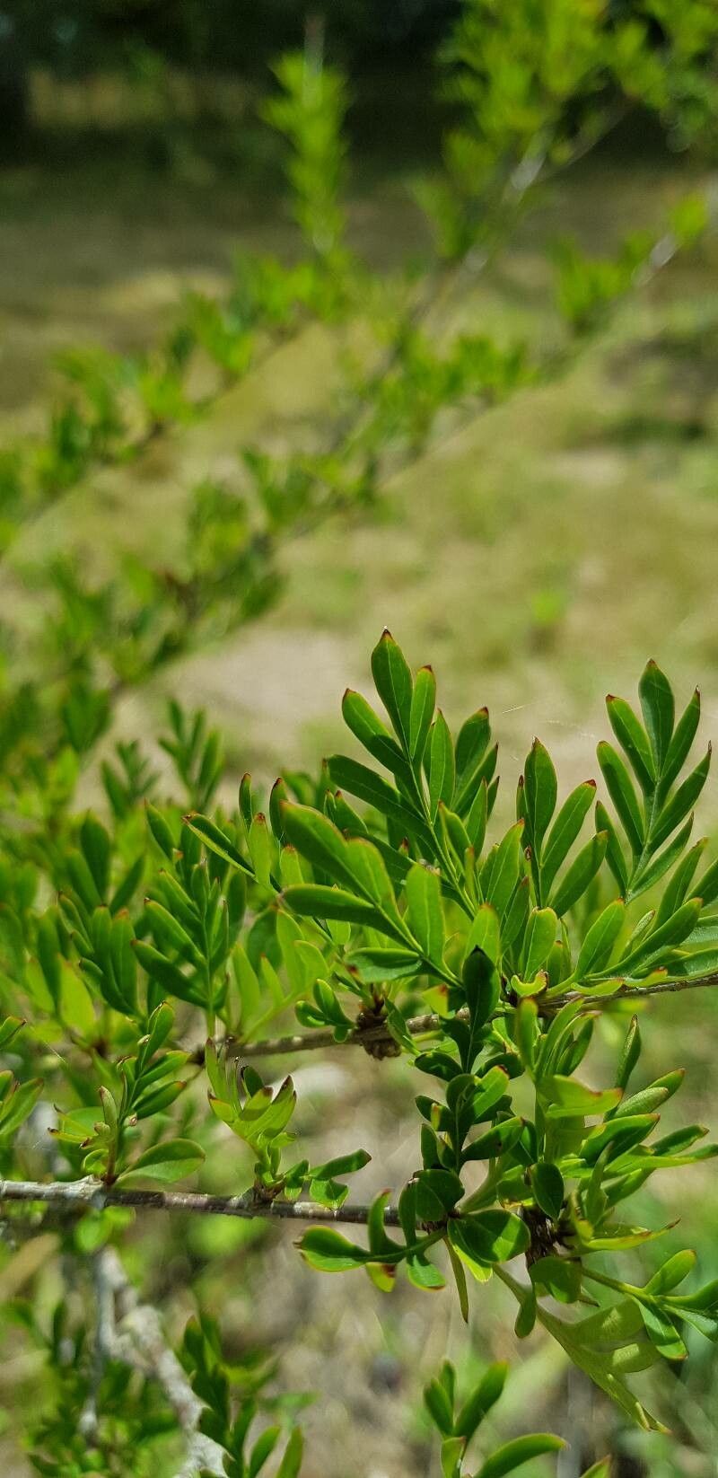Syringa persica leaf