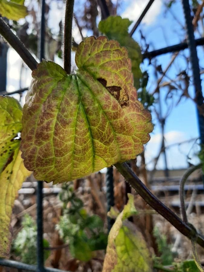 Stachys ocymastrum leaf