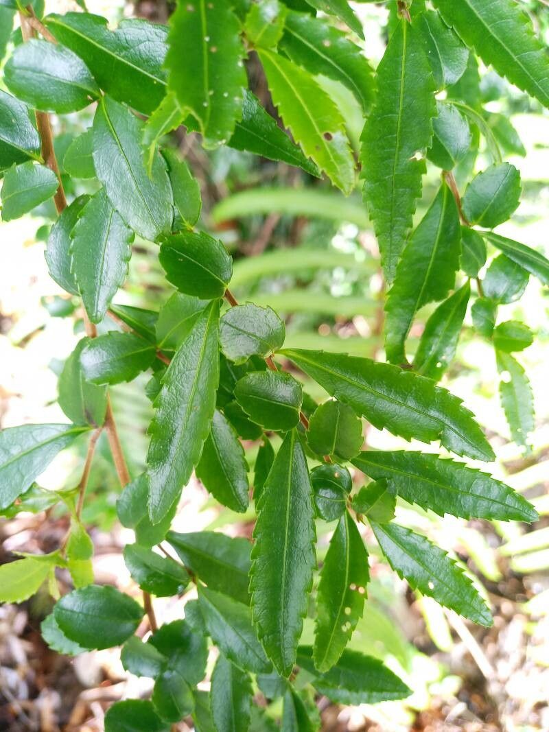 Azara lanceolata — related species from the same genus
