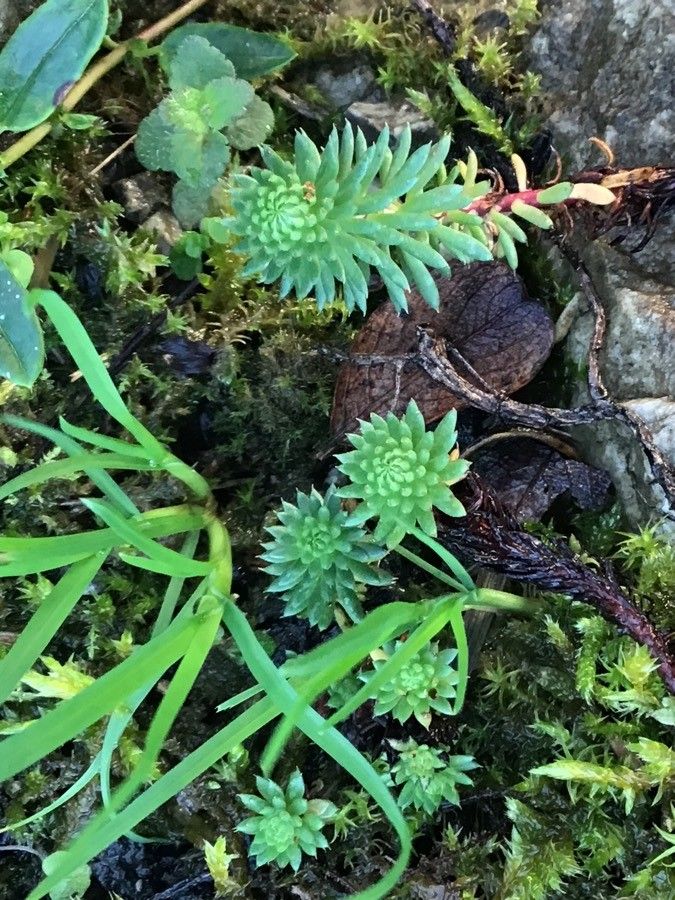 Petrosedum amplexicaule — related species from the same genus