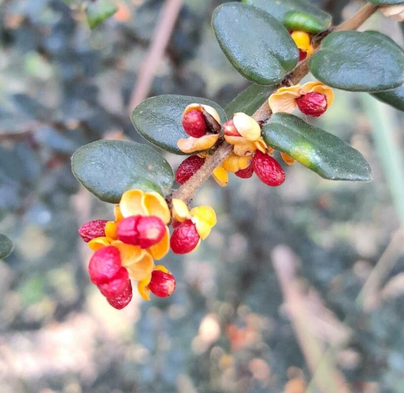 Maytenus disticha fruit