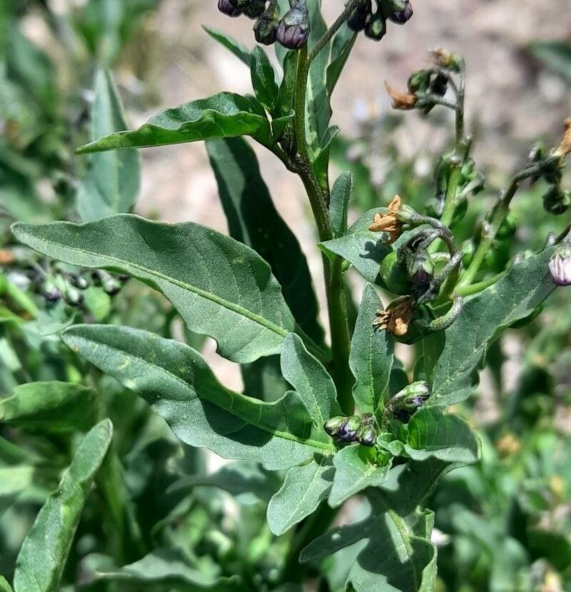 Solanum endoadenium — houseplant care guide