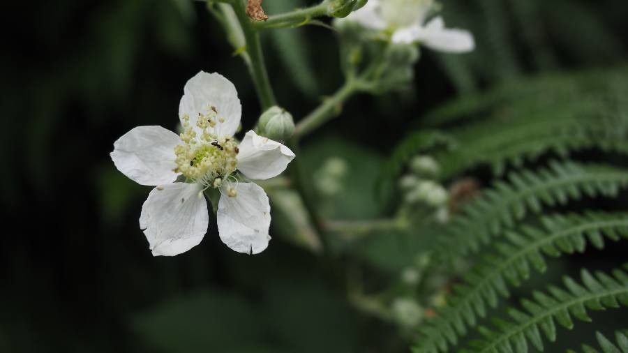 Rubus polyanthemus flower