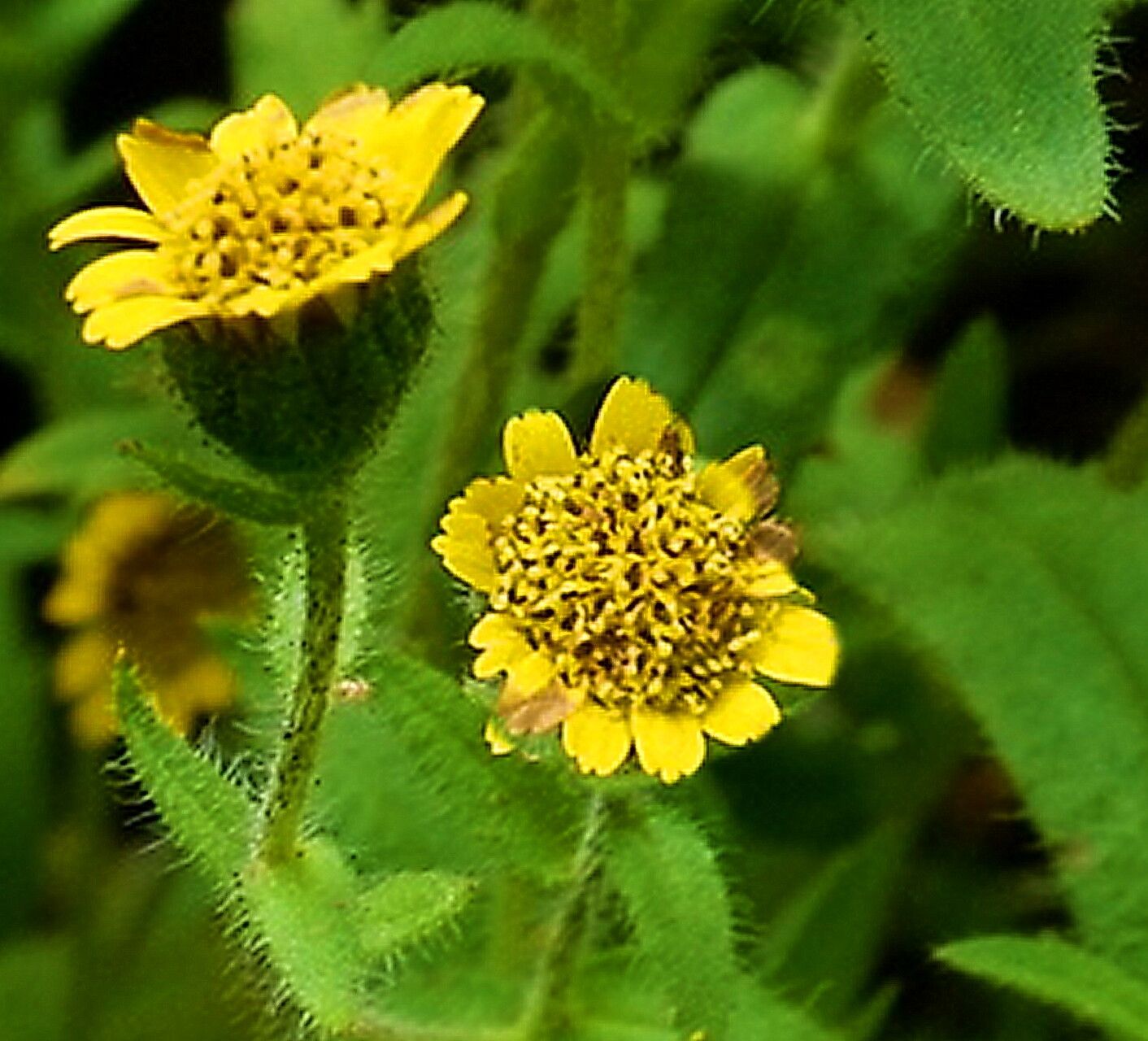 Layia hieracioides — houseplant care guide