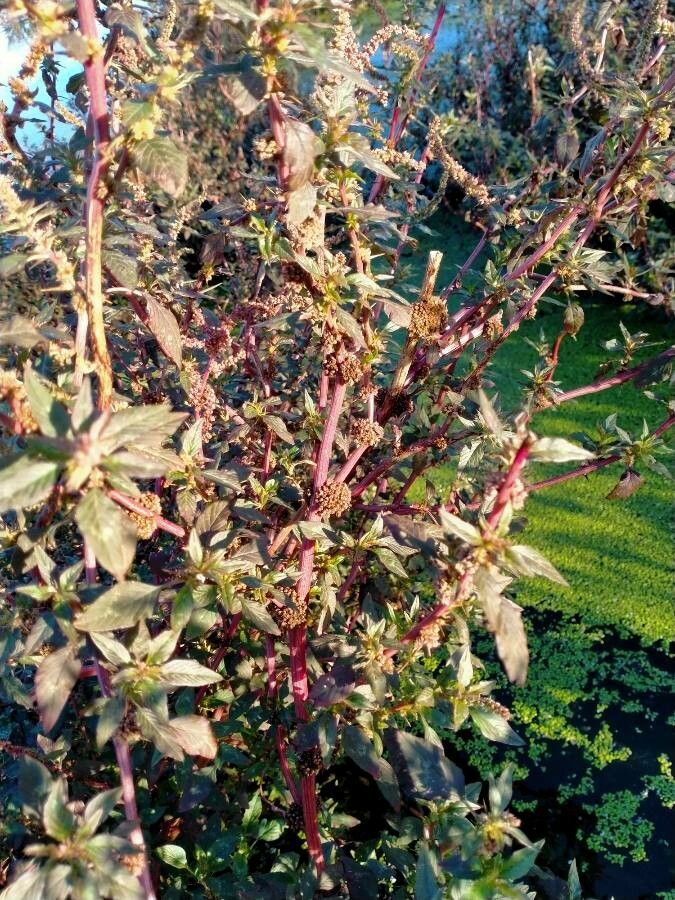 Amaranthus blitoides fruit