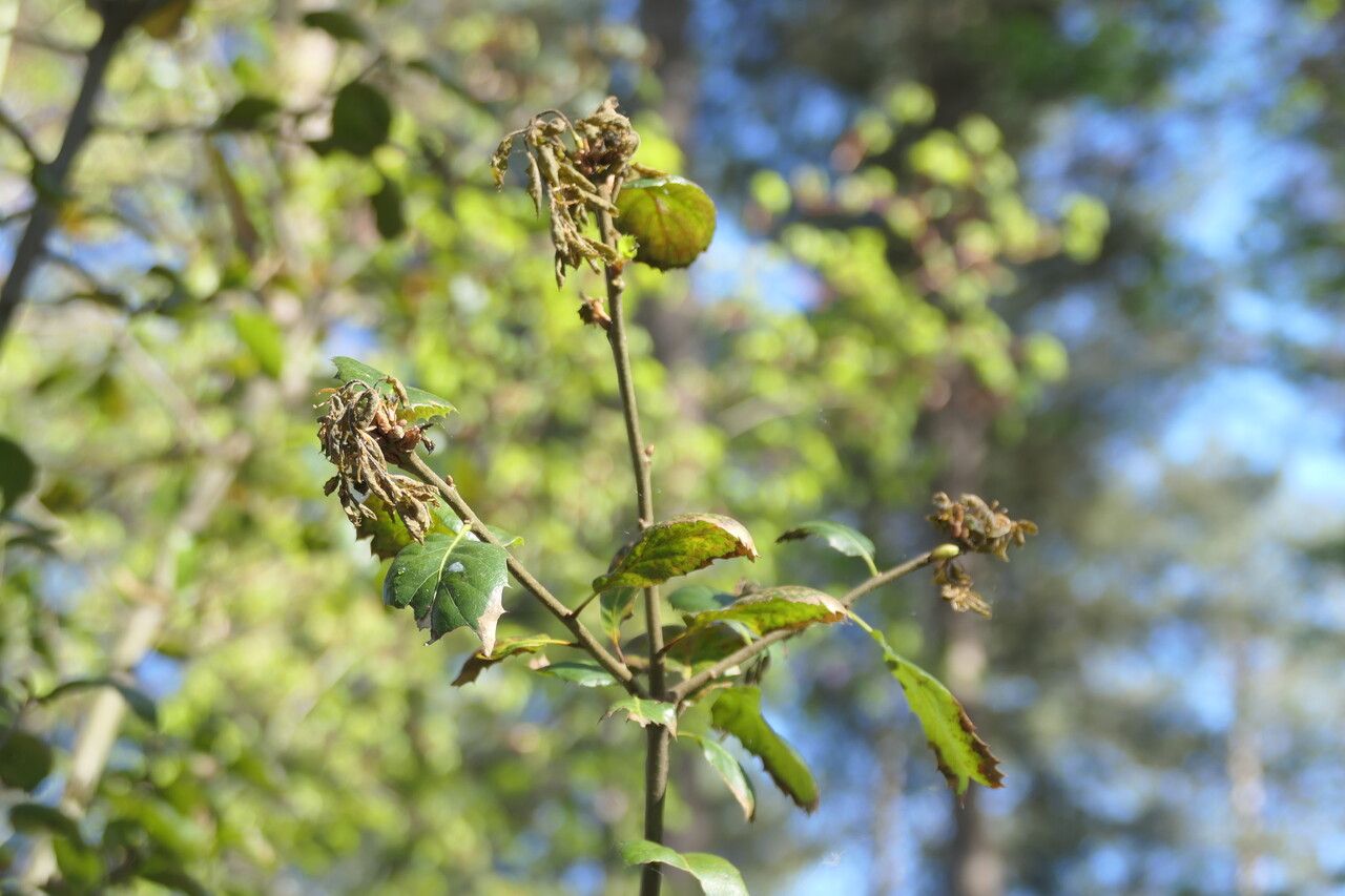 Quercus parvula leaf