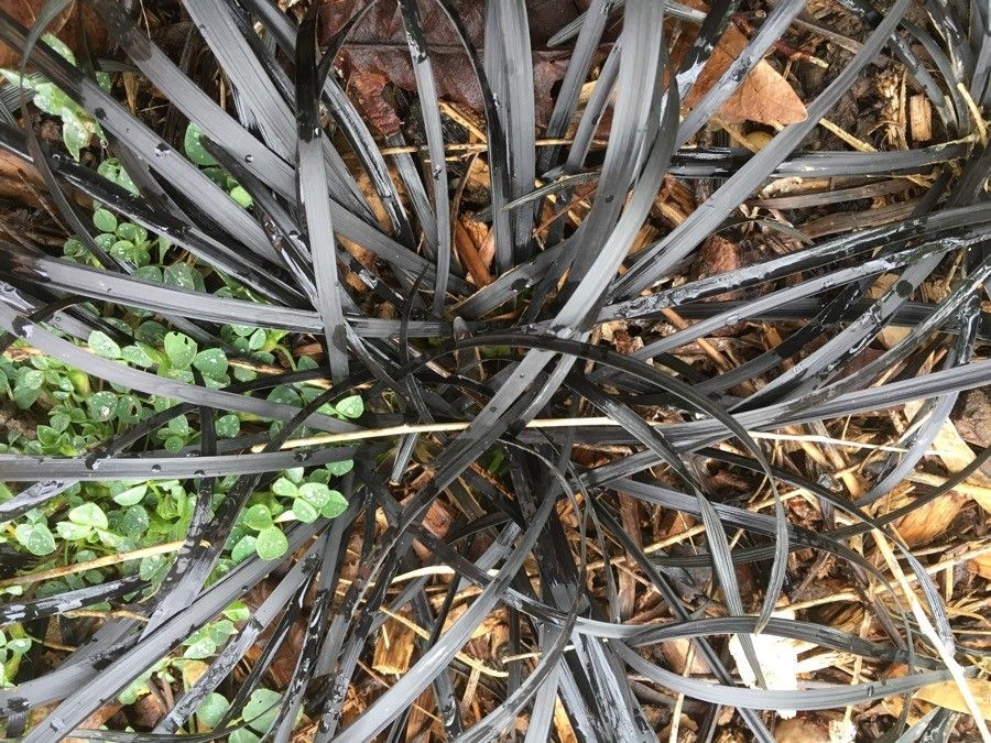 Ophiopogon planiscapus