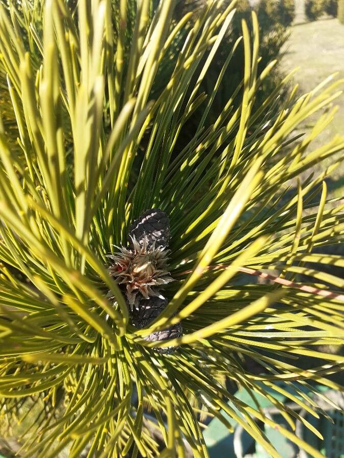 Pinus heldreichii flower