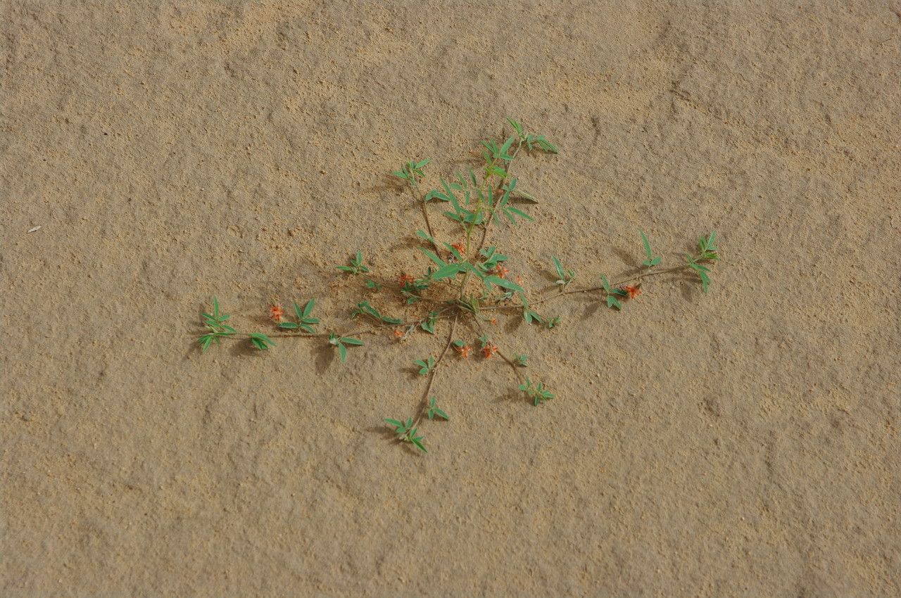 Indigofera senegalensis leaf