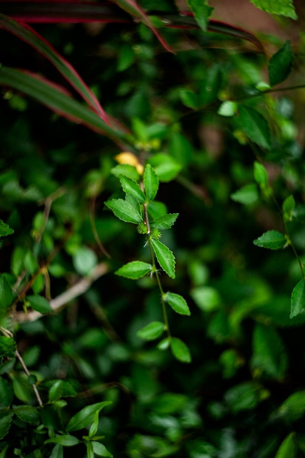 Corchorus siliquosus leaf