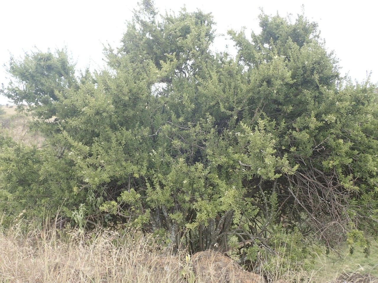 Maerua triphylla habit