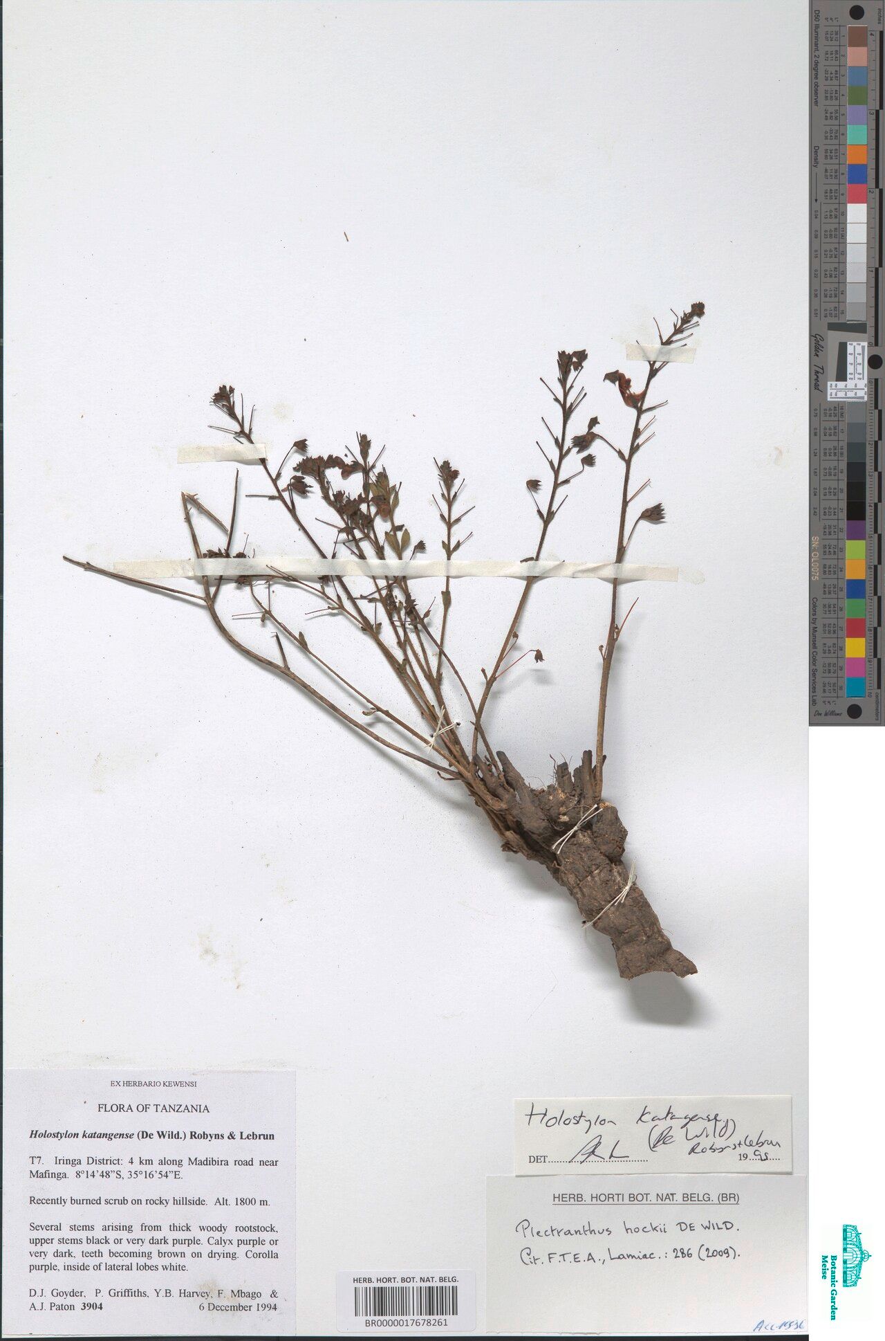 Coleus articulatus — houseplant care guide