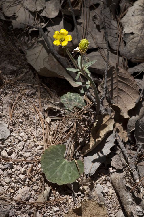 Ranunculus arizonicus habit