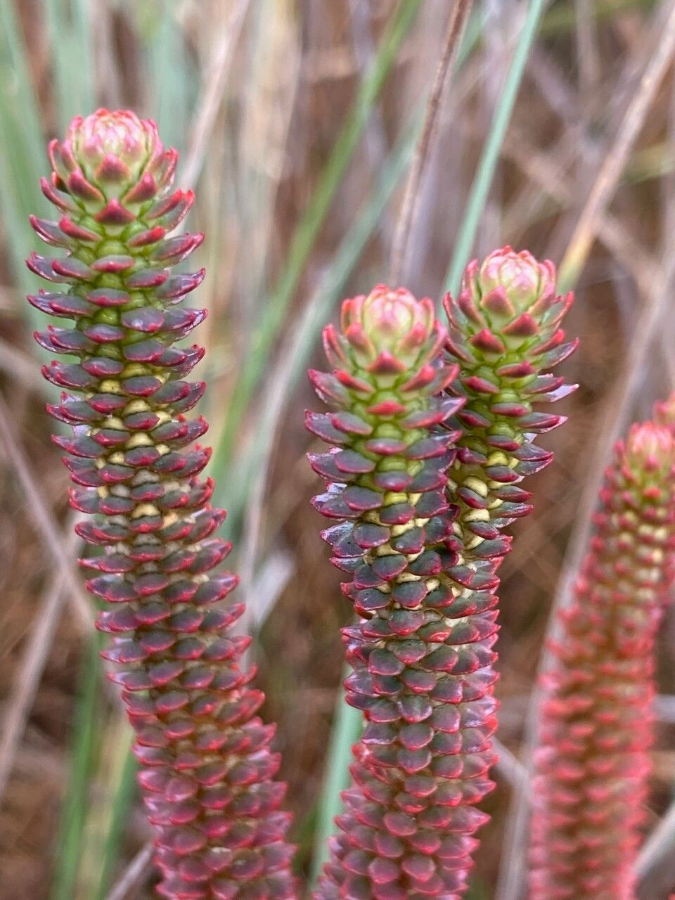 Huperzia brevifolia flower