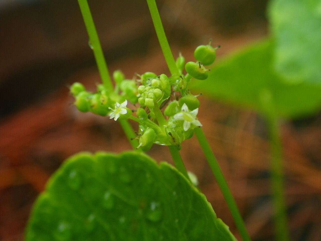 Hydrocotyle verticillata flower