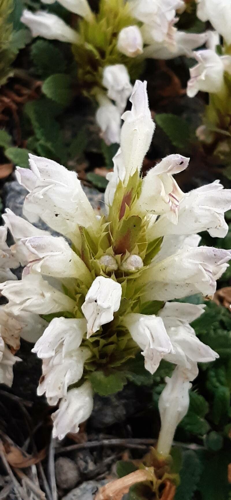 Dracocephalum heterophyllum — search result for 'Dracocephalum'