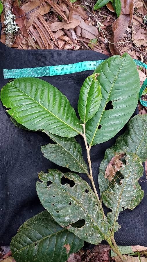 Styrax pavonii — search result for 'Styrax'