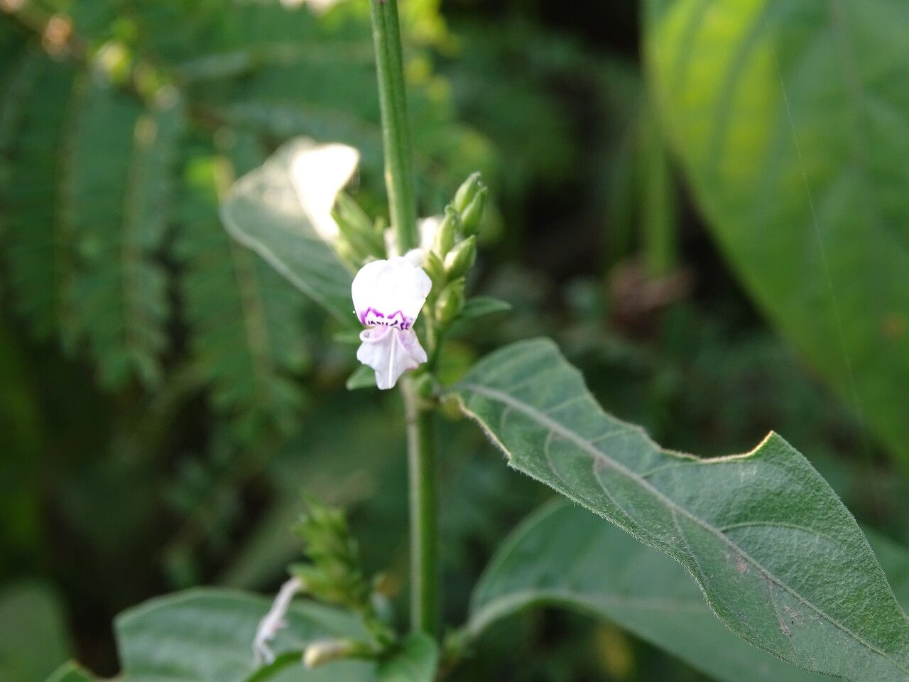 Hypoestes forsskaolii bark
